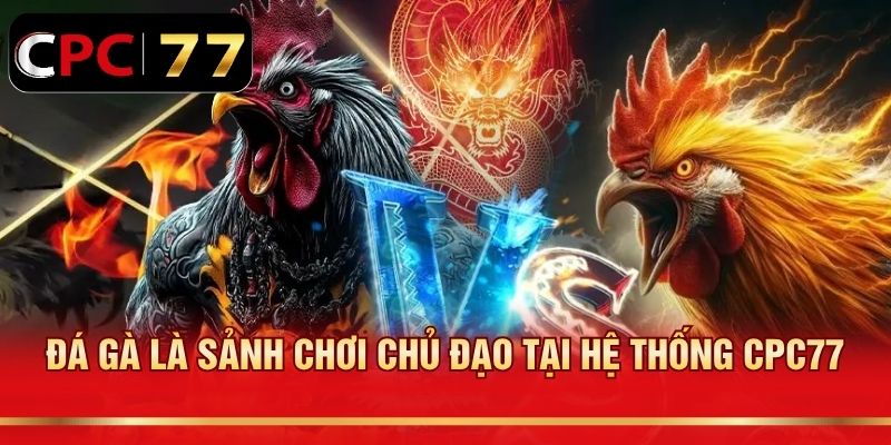 Đá gà là sảnh chơi chủ đạo tại hệ thống CPC77